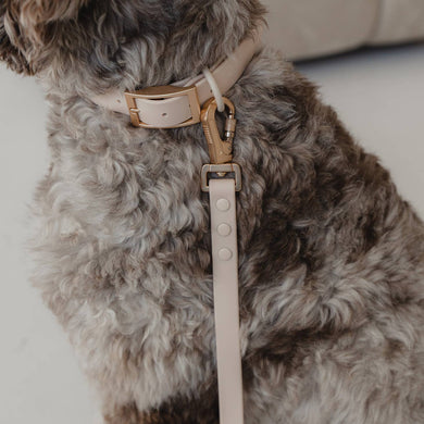 Dexypaws Waterproof Dog Collar
